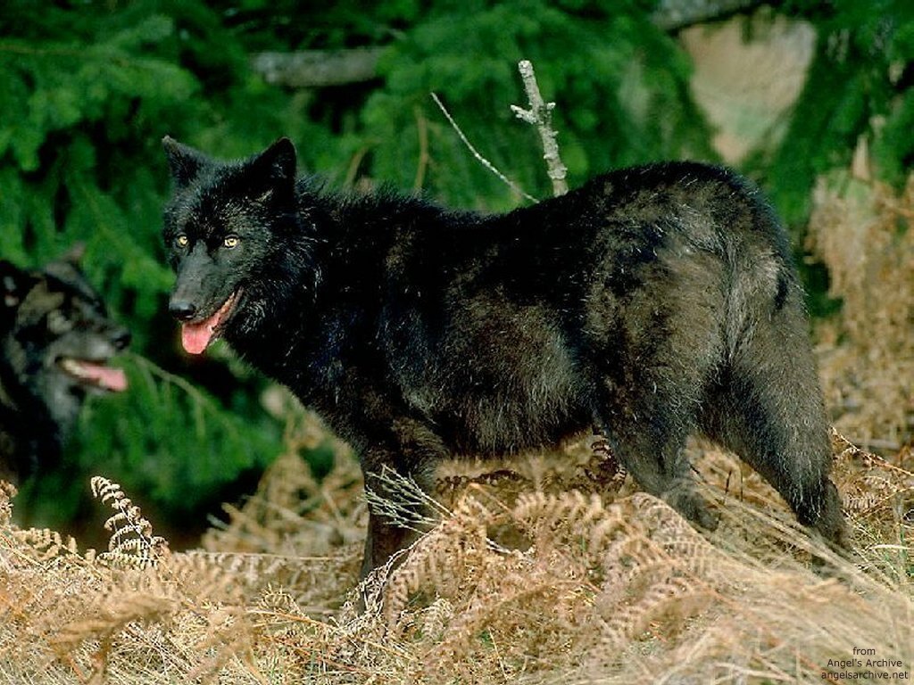 Coyottes et loups - 044
